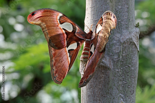 a closeup shot of a beautiful butterfly (Attacus atlas) on a tree trunk