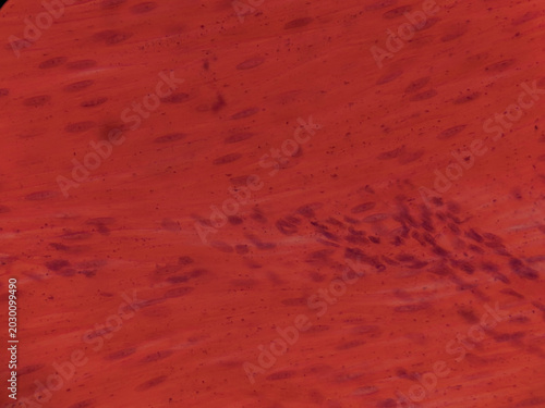 Bild auf Leinwand Smooth Muscle Tissue Longitudinal Section Human Histology Light