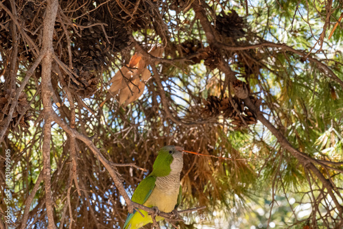 Photos green parrot in a park in Trani in Apulia