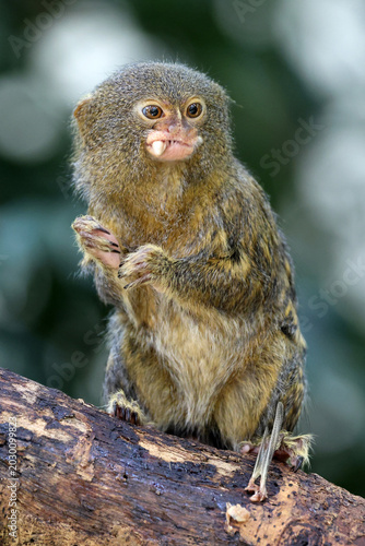 western pygmy marmoset (Cebuella pygmaea)