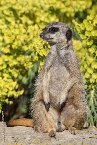 meerkat (Suricata suricatta) with yellow flowers in the background