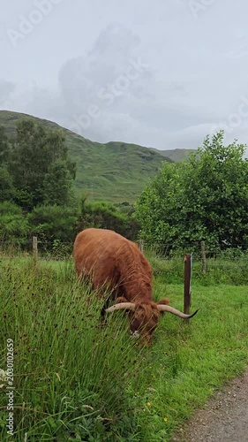 Long-haired ginger Highland cattle bent down eating grass in a rural field in Scotland