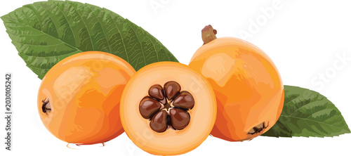 Tableau sur toile Realistic loquat fruit vector illustration with green leaves and sliced seed cen