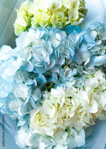 Close-up of blue and white hydrangeas.