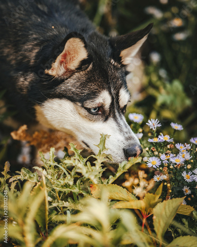 Fotografie A Siberian Husky dog sniffs flowers in a sunny garden.