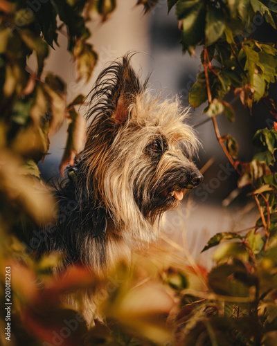 Fotografía Portrait of a shaggy dog with its head poking through foliage, gazing to the right with a playful expression