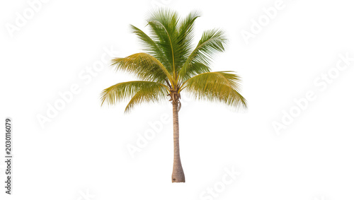 Obraz na płótnie Isolated beautiful tall tropical palm tree with lush green foliage, a symbol of