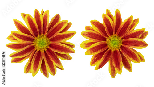 Set of fresh blooming yellow red chrysanthemum flowers isolated on transparent background