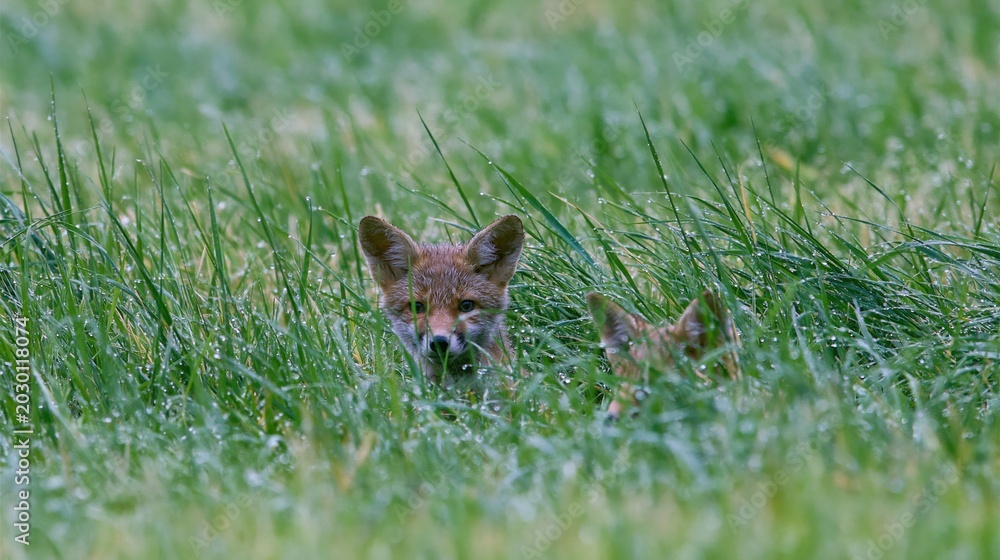 Fototapeta premium Cute wild red fox cubs hiding in tall green wet grass with morning dew drops