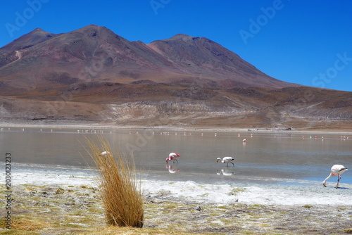 Photos Pink flamingos wading in a high-altitude salt lagoon with majestic mountain refl