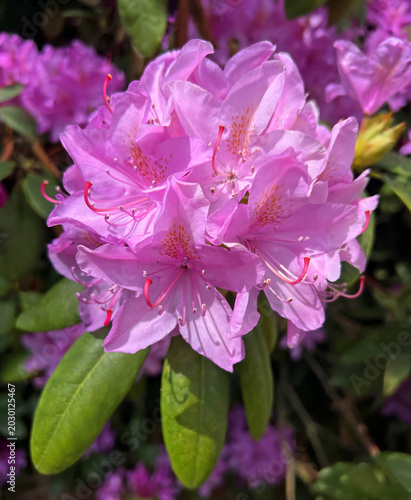 Canvas-taulu The evergreen shrub is a Rhododendron of the Roseum Elegans variety, with a heady scent