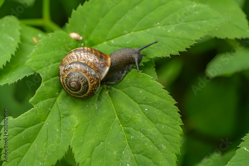 Photos Copse snail crawling on fresh green leaves in natural light