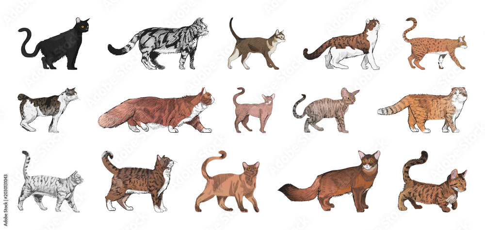 Obraz premium PNG Diverse illustrated cat breeds collection on transparent background