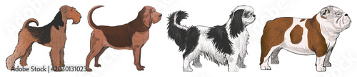 Photos PNG Illustrated diverse dog breeds lineup element set on transparent background