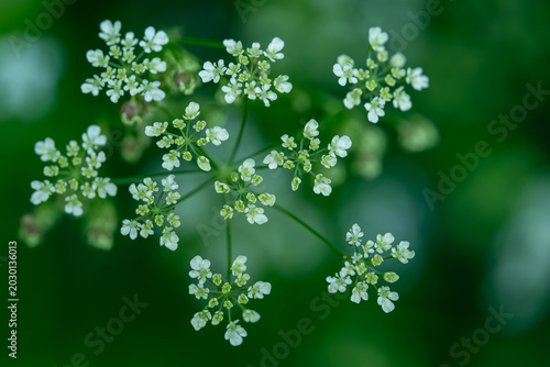 Photos Close-up of cow parsley umbels with delicate white blossoms in summer