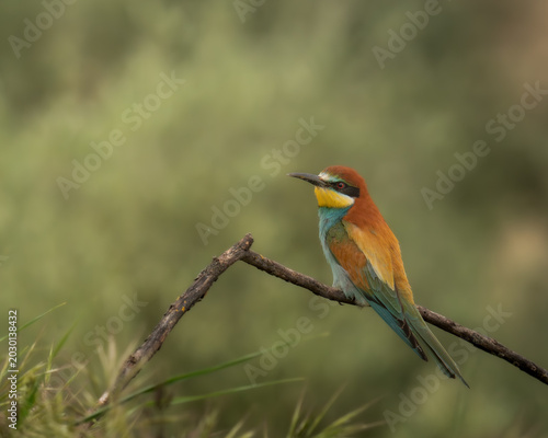 European Bee-eater perched on a dry branch