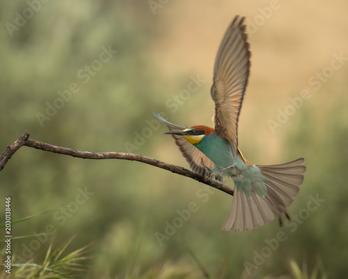 European Bee-eater in flight landing on a branch