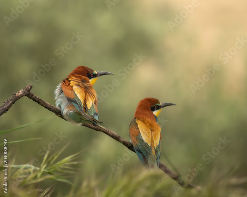 Pair of colorful European Bee-eaters perched together