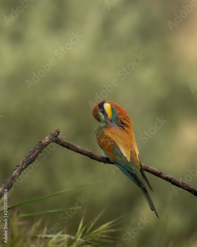 European Bee-eater preening its feathers on a branch