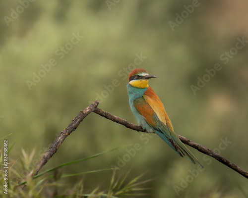 Portrait of a European Bee-eater looking to the side