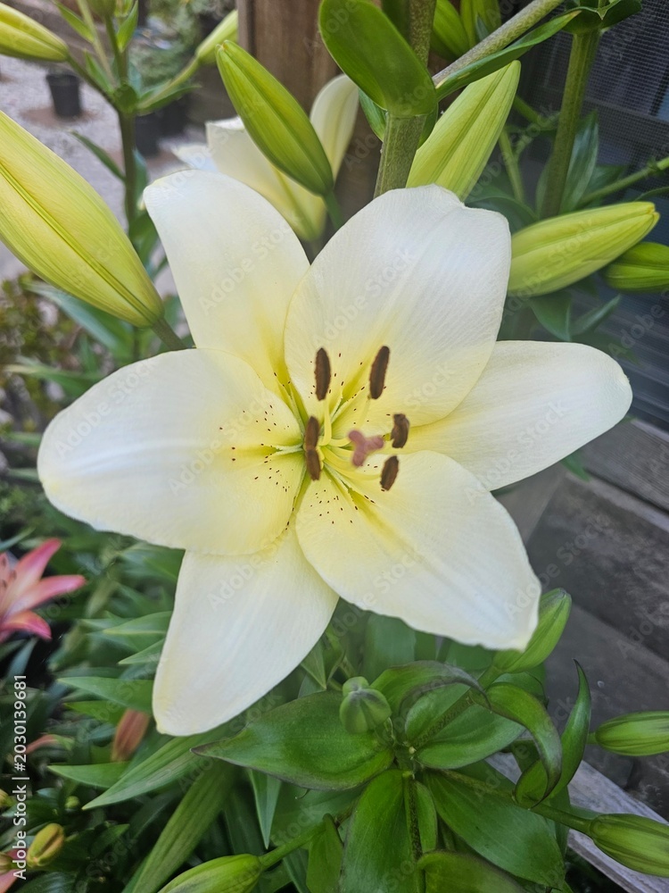 Obraz premium lily of the valley