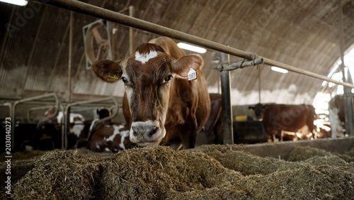 Bild auf Leinwand Close up of brown dairy cows standing in a row and eating hay from a trough inside a large modern cowshed