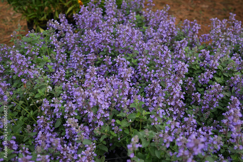 Purple catmint flowers creating lush flowering groundcover in summer landscape gardens. Latin: Nepeta faassenii