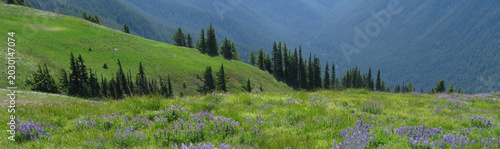 Panorama Landscape from Hurricane Ridge in Washington State