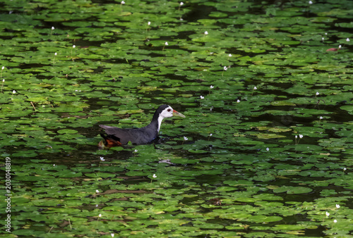 White-breasted waterhen foraging in a pond.