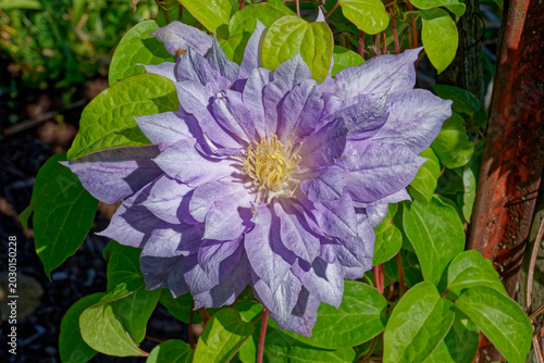 Εκτύπωση καμβά Double blooming clematis flower closeup