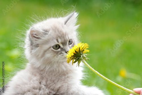 Neva Masquerade Kitten green Eyes Sniffing Yellow Dandelion Spring — Adorable Colorpoint Siberian Cat 
Nature Portrait Green Bokeh Norway