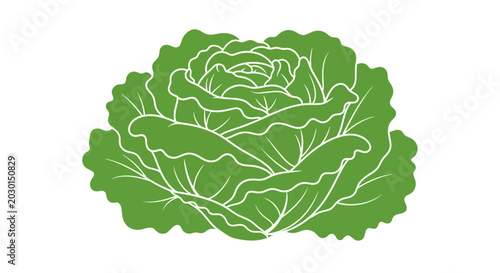 Green Cabbage Vegetable Illustration Isolated.