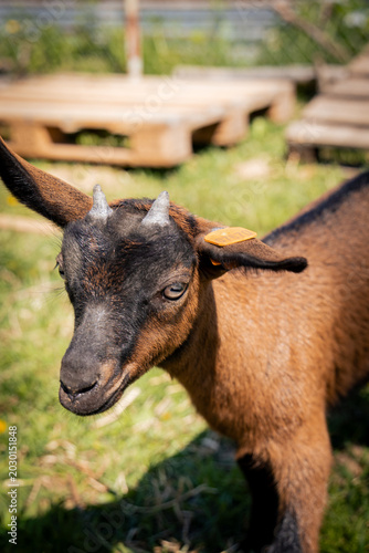 A curious young goat with a reddish-brown coat exploring its farm surroundings.