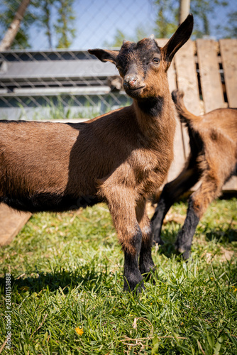 A playful young goat stands confidently in a sunny pasture, showcasing its glossy brown coat and lively demeanor.