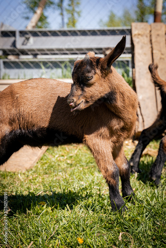 A playful young goat exploring its surroundings in a sunny farm setting.
