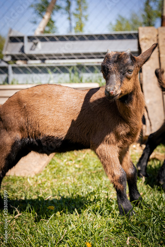 Young brown goat with distinctive features enjoying the sunny day in a green pasture.