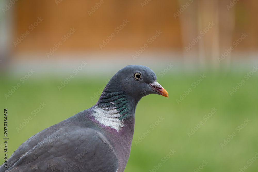 Fototapeta premium Common wood pigeon standing in an English garden. Portrait of a pigeon grazing on some grass.