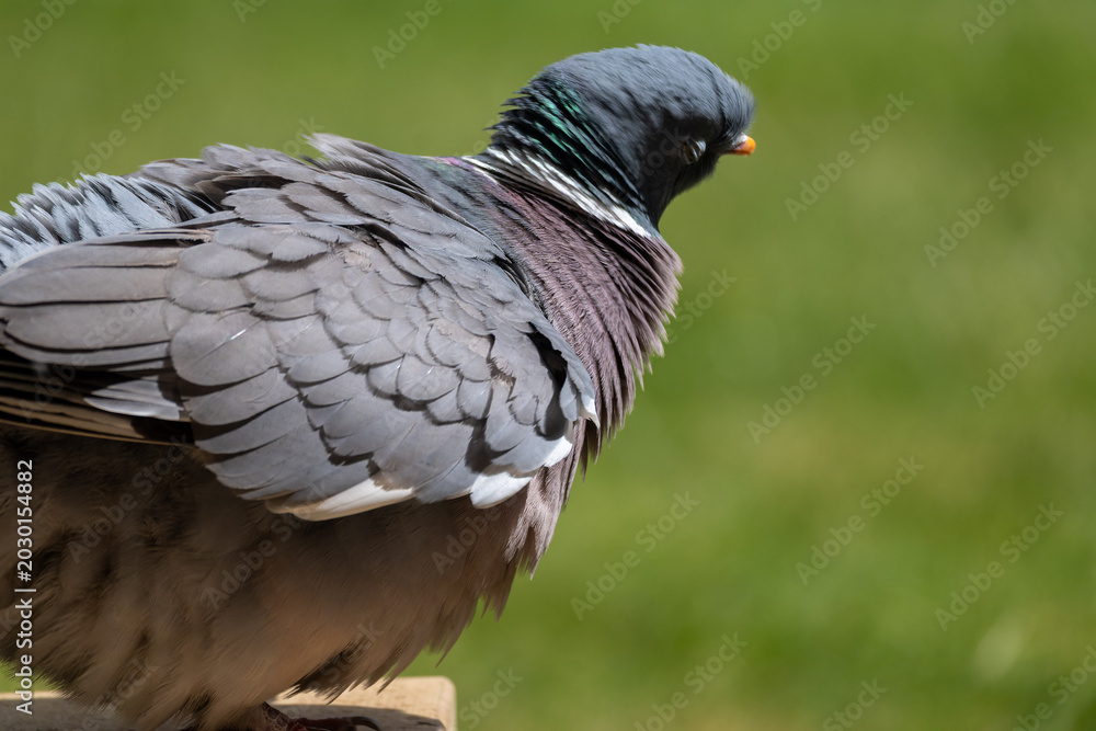Fototapeta premium Common wood pigeon standing in an English garden. Portrait of a fluffy pigeon grazing on some grass.