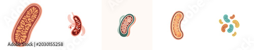 Bild auf Leinwand Cellular Mitochondria Flat Design Biology Organelle Medical Vector Pack