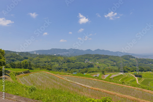 Cuadro en lienzo 水田と青空（大分県別府市内竈）
