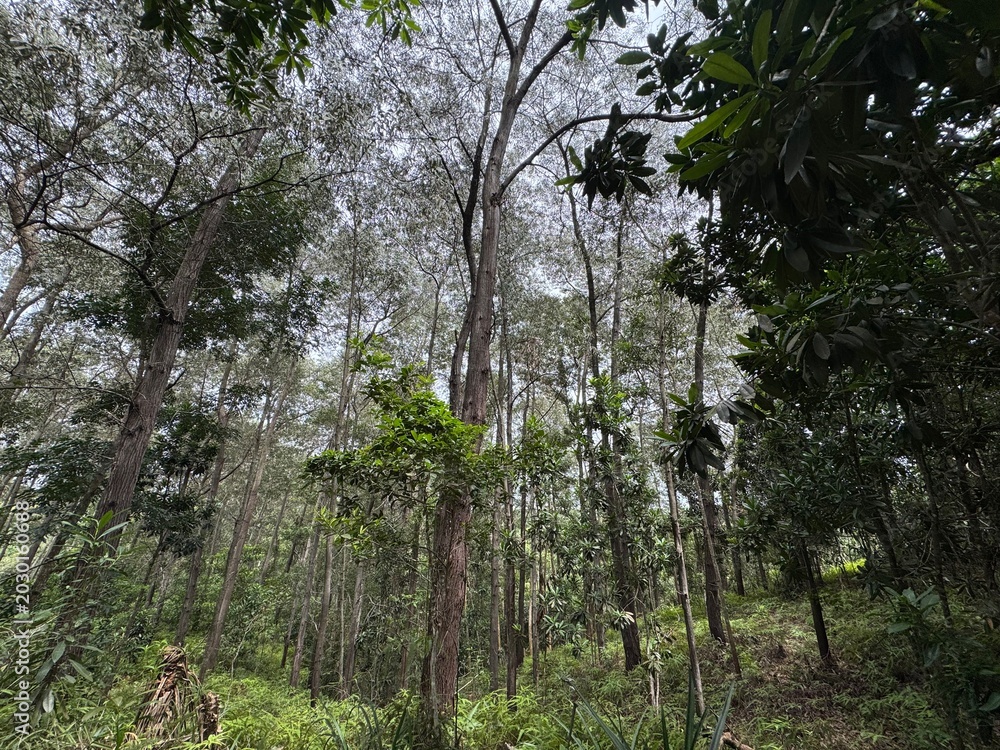 Fototapeta premium trees in the forest
