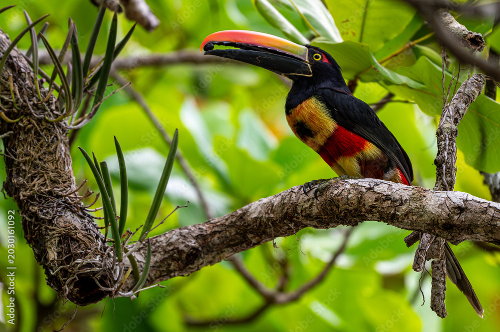 Fototapeta premium A fiery-billed aracari eating a berry, Manuel Antonio National Park, Costa Rica