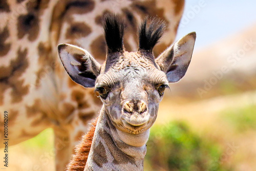 Photography Baby Giraffe