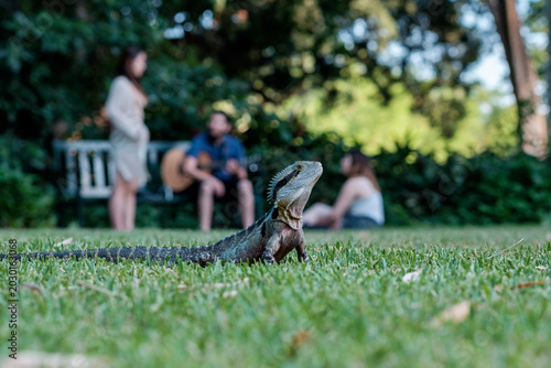 Quadro su tela Lizard resting in grass with people in the background