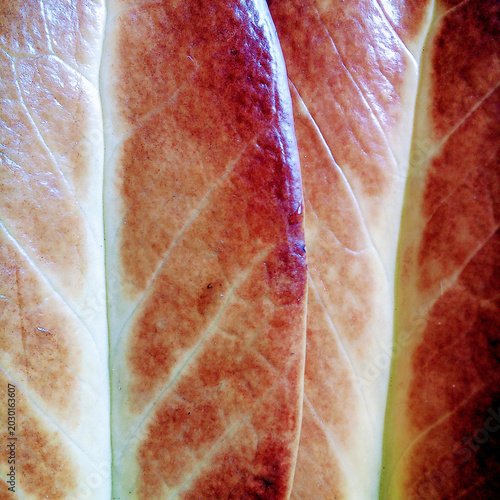 Fotografía Close-Up Leaf Red Brown Vein Patterns Botanical Macro Image