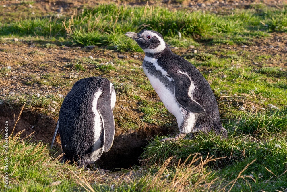 Obraz premium Magellanic penguins on the nest 