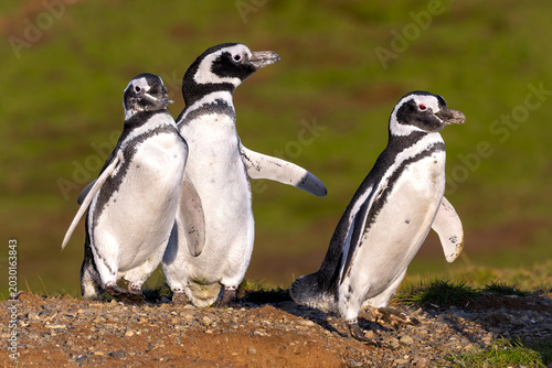 Magellanic penguins 