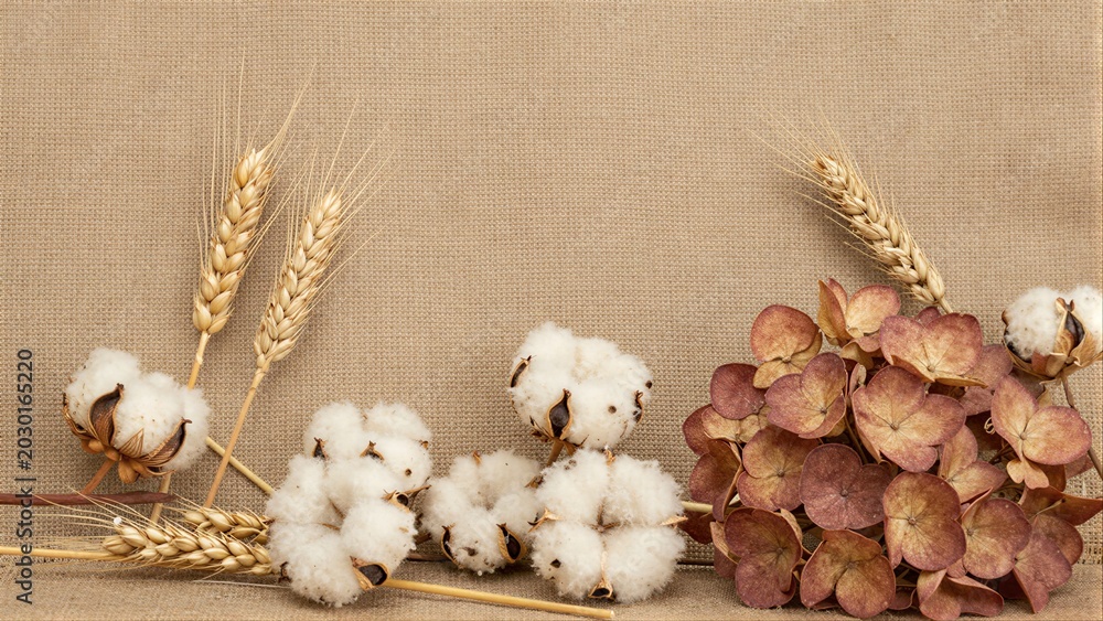 Fototapeta premium Dried wheat cotton bolls and flowers on a textured beige background.