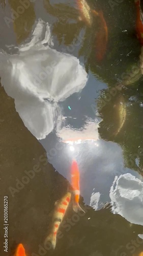 Colorful Koi Fish Swimming in Clear Garden Pond with Water Reflection