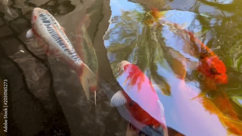 Colorful Koi Fish Swimming in Clear Garden Pond with Water Reflection